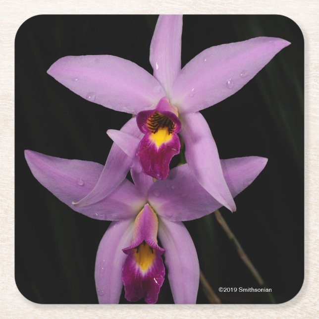 Laelia Anceps Square Paper Coaster (Front)