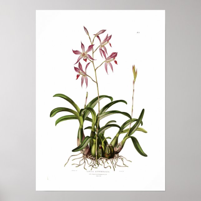 Laelia autumnalis by Augusta Innes Withers. Poster (Front)