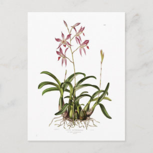 Laelia autumnalis postcard