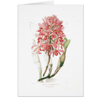 Laelia superbiens