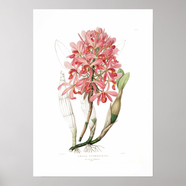 Laelia superbiens. poster (Front)