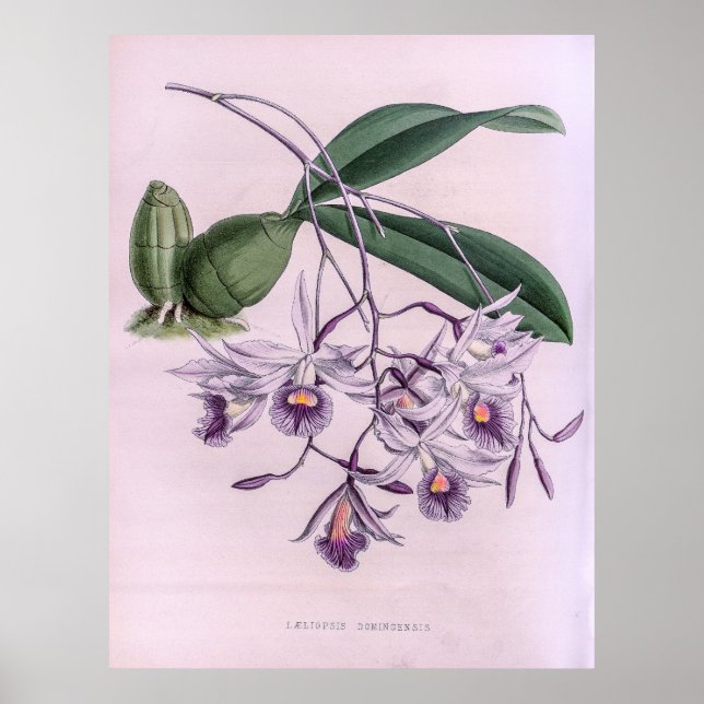 Laeliopsis Domingensis Orchid Poster (Front)
