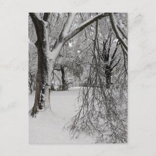 Lafayette Square, Washington, DC, winter trees Postcard