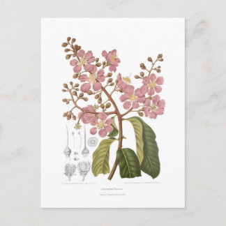 Lagersrtœmia regia postcard