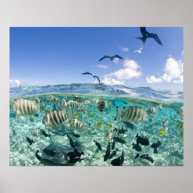 Lagoon safari trip featuring Stingrays Poster (Front)