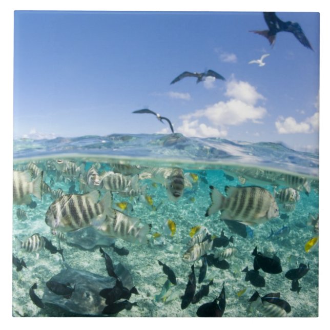 Lagoon safari trip featuring Stingrays Tile (Front)