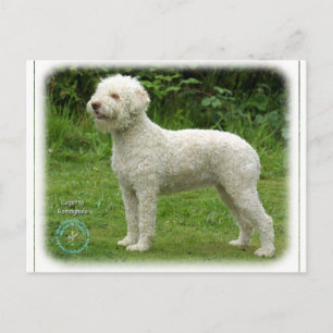 Lagotto Romagnolo 9M048D-03 Postcard
