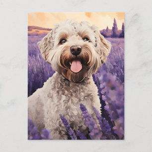 Lagotto Romagnolo in Lavender field Postcard