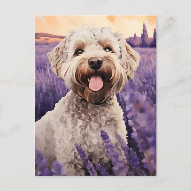 Lagotto Romagnolo in Lavender field Postcard (Front)