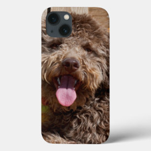 Lagotto Romagnolo Lying On A Wooden Bench iPhone 13 Case