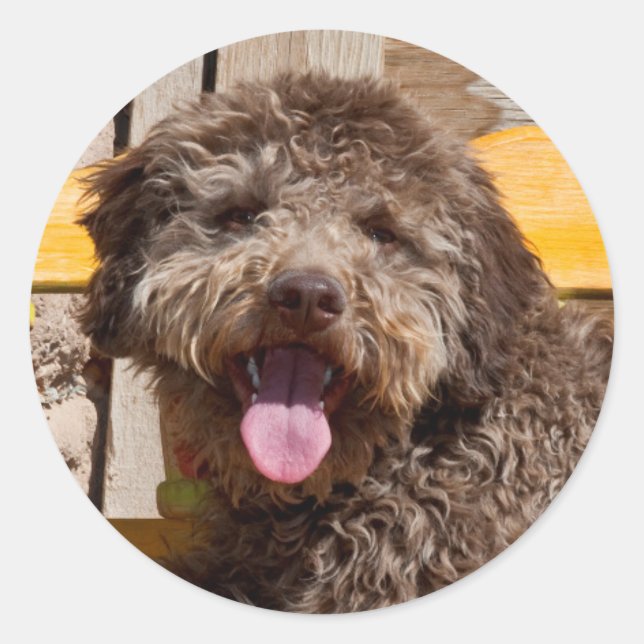 Lagotto Romagnolo Lying On A Wooden Bench Classic Round Sticker (Front)