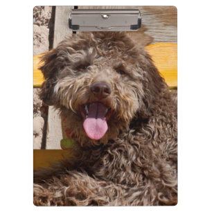 Lagotto Romagnolo Lying On A Wooden Bench Clipboard