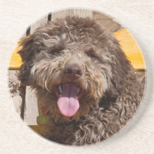 Lagotto Romagnolo Lying On A Wooden Bench Coaster