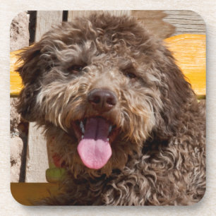 Lagotto Romagnolo Lying On A Wooden Bench Coaster