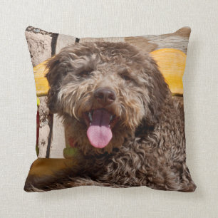 Lagotto Romagnolo Lying On A Wooden Bench Cushion