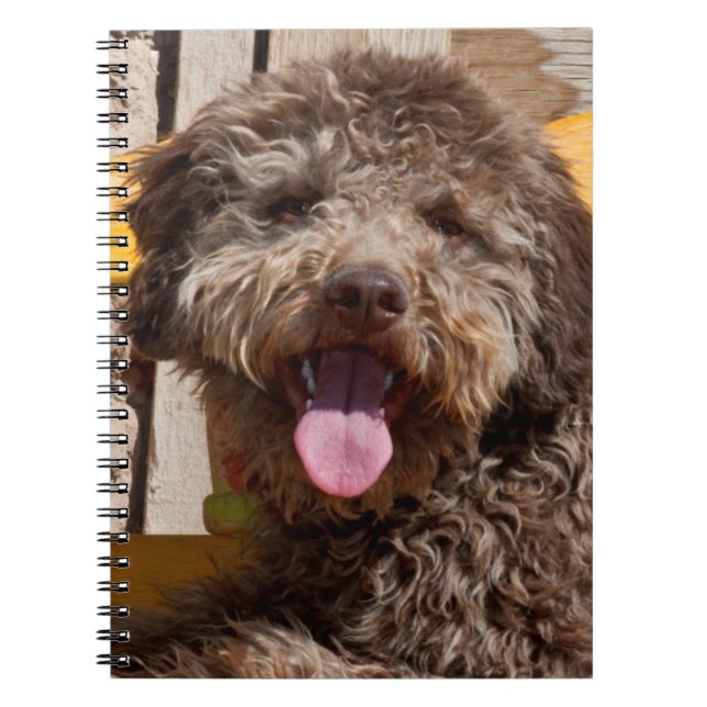 Lagotto Romagnolo Lying On A Wooden Bench Notebook (Front)