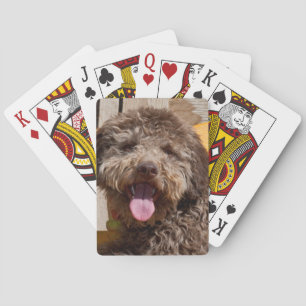 Lagotto Romagnolo Lying On A Wooden Bench Playing Cards