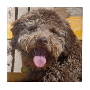 Lagotto Romagnolo Lying On A Wooden Bench Tile