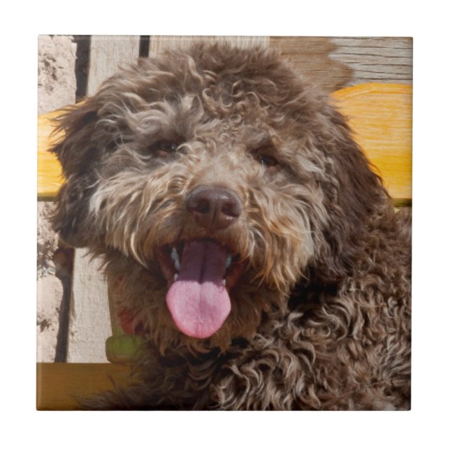 Lagotto Romagnolo Lying On A Wooden Bench Tile (Front)