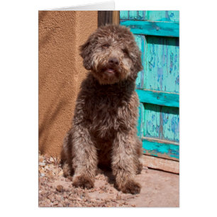 Lagotto Romagnolo Waiting By A Blue Door