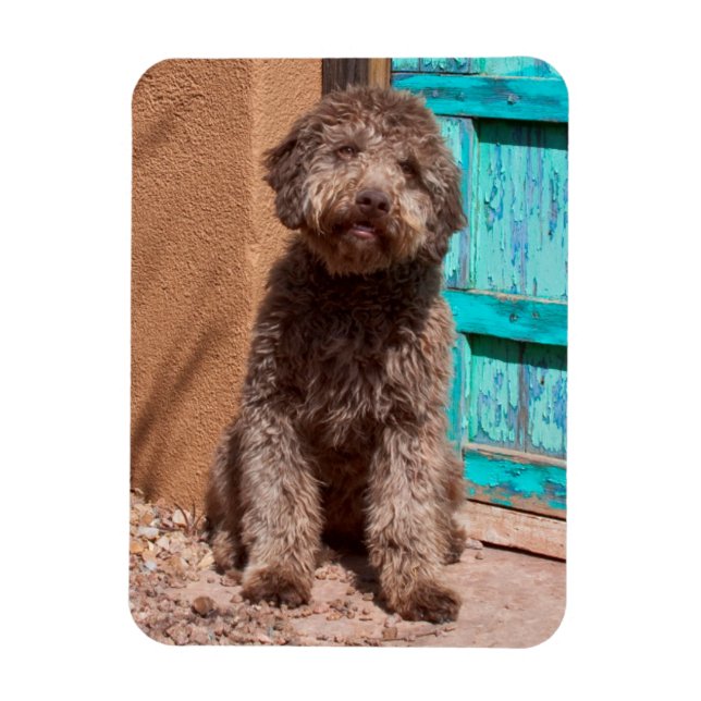 Lagotto Romagnolo Waiting By A Blue Door Magnet (Vertical)