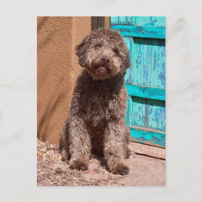 Lagotto Romagnolo Waiting By A Blue Door Postcard (Front)