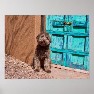Lagotto Romagnolo Waiting By A Blue Door Poster