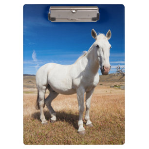 Laguna Azul, landscape with horses Clipboard