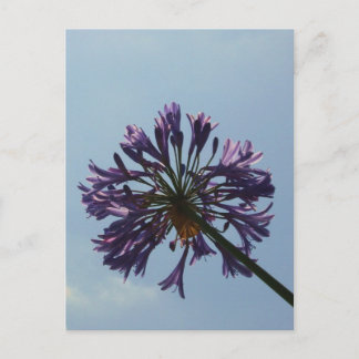Laguna Bloom Postcard