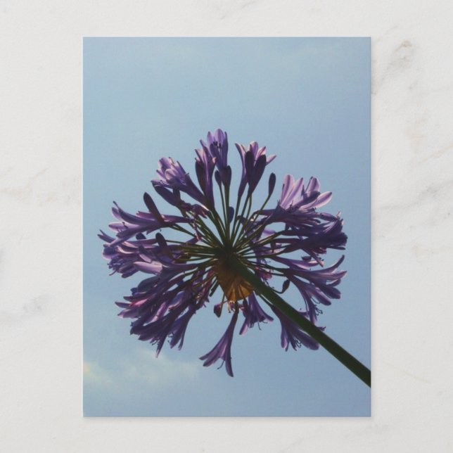 Laguna Bloom Postcard (Front)