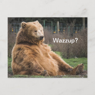 Laid-back Grizzly Bear Postcard