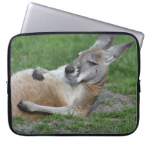 Laid-back Kangaroo