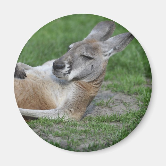 Laid-back Kangaroo Magnet (Front)