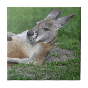 Laid-back Kangaroo Tile
