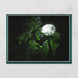 LAIDLEY 08 POSTCARD