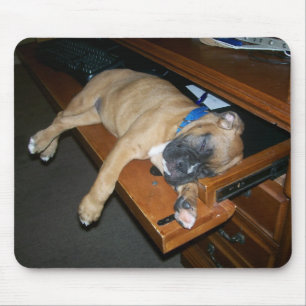 Laila sleeping on computer desk mousepad