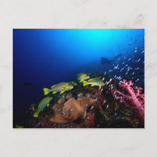 Laja Ampat Underwater 3 Postcard