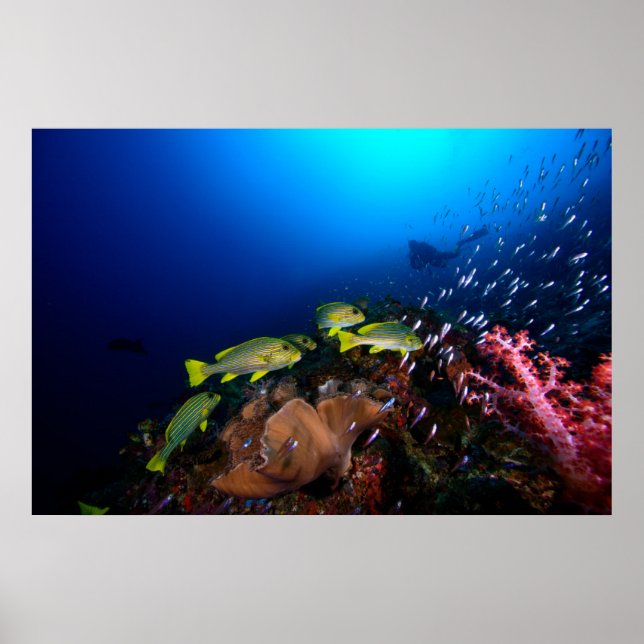 Laja Ampat Underwater 3 Poster (Front)