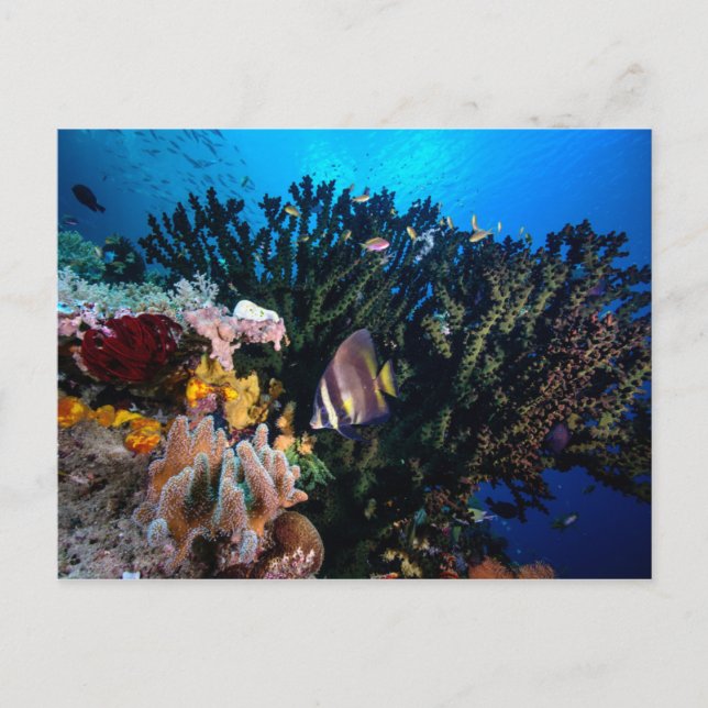 Laja Ampat Underwater 4 Postcard (Front)