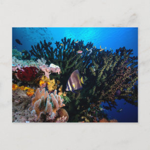 Laja Ampat Underwater 4 Postcard