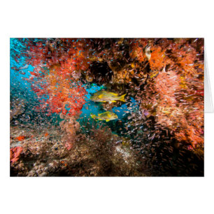 Laja Ampat Underwater 6