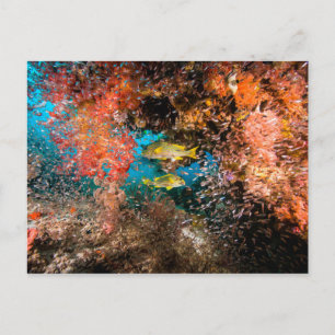 Laja Ampat Underwater 6 Postcard