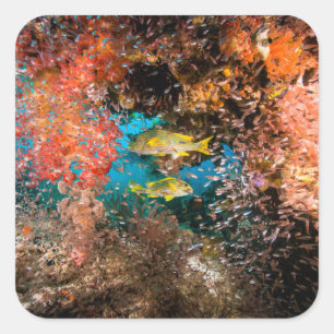 Laja Ampat Underwater 6 Square Sticker