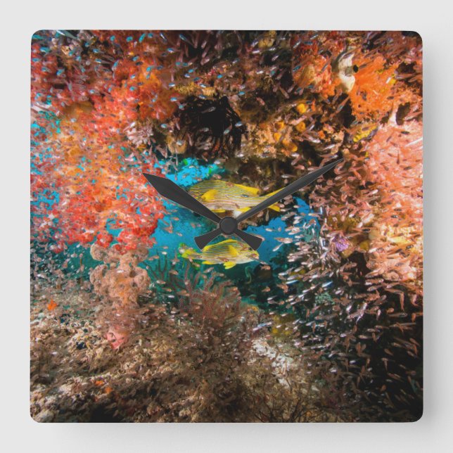 Laja Ampat Underwater 6 Square Wall Clock (Front)