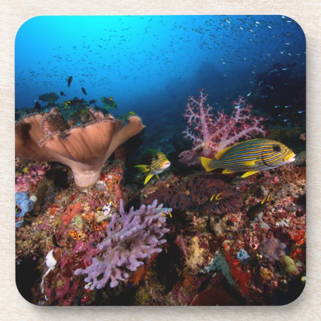 Laja Ampat Underwater Coaster (Front)