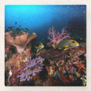 Laja Ampat Underwater Glass Coaster