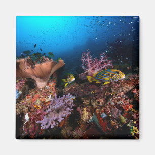 Laja Ampat Underwater Magnet