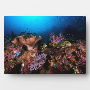 Laja Ampat Underwater Plaque