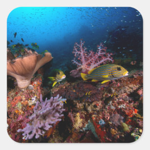 Laja Ampat Underwater Square Sticker