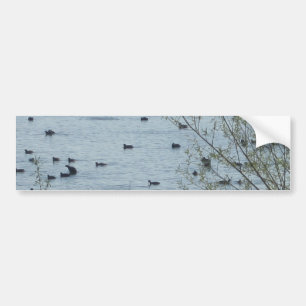 Lake Birds Bumper Sticker
